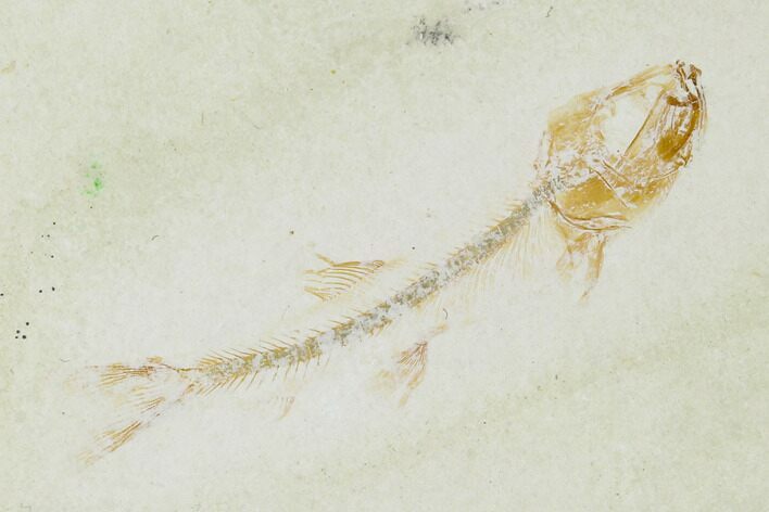 Jurassic Fossil Fish (Orthogoniklethrus) - Solnhofen Limestone #139365